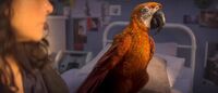 Death (Tuesday) in the form of a parrot.