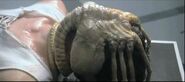 First Facehuggers do this (Alien)