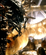 Xenomorph Queens (Aliens/Alien vs. Predator) can lay numerous eggs in a short amount of time.