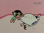 Buttercup start pillow fighting with Mojo.