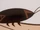 Cockroach