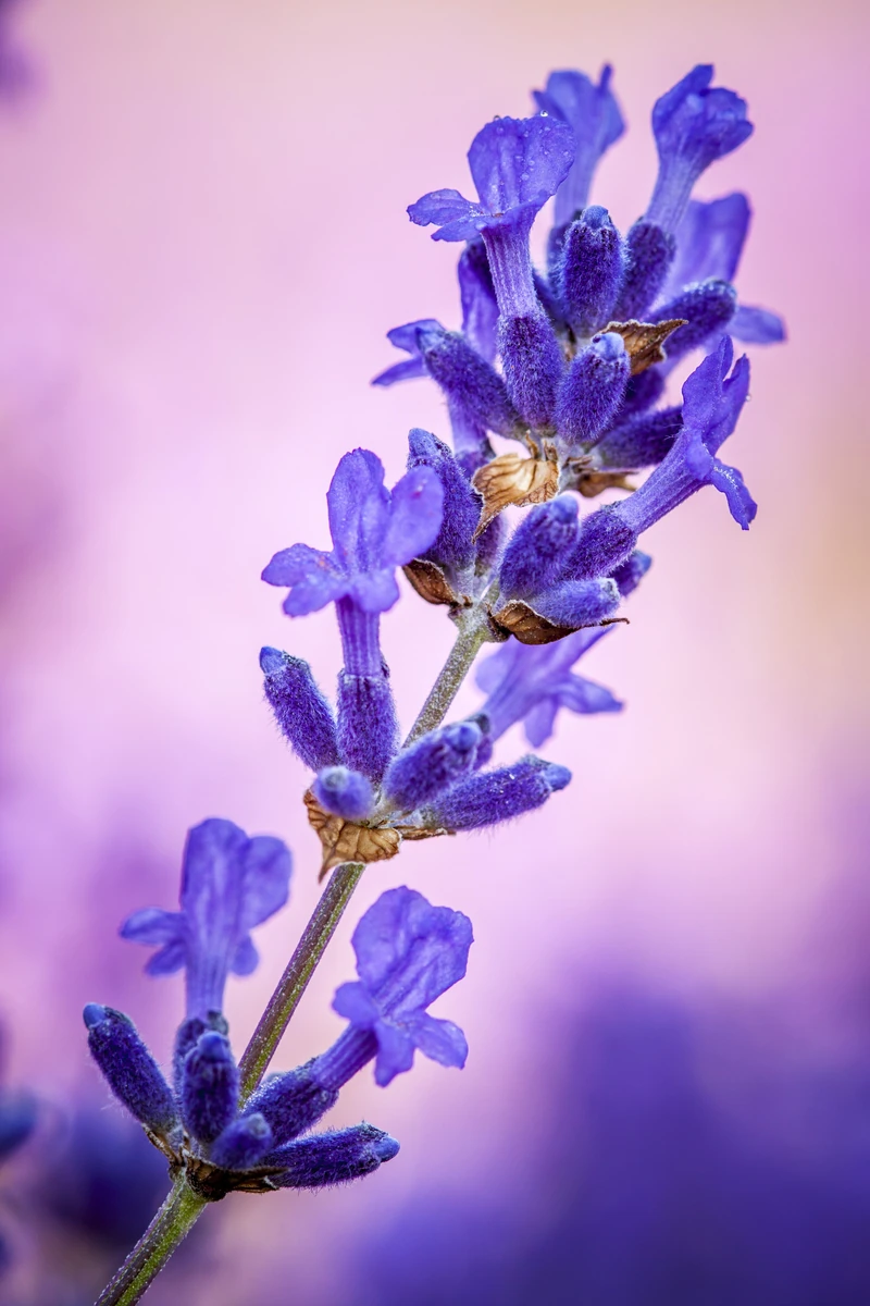 Rumi - Lavender