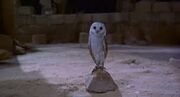 Dulcea Owl.jpg