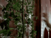 Vine swing sequence.gif