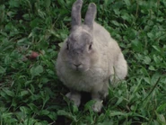 As a Bunny