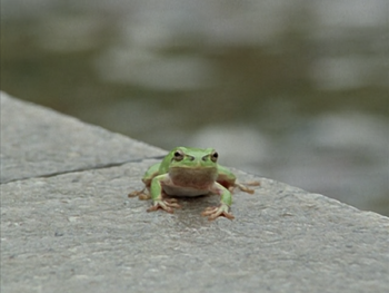 Hikaru as a frog
