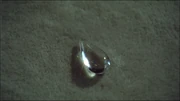 Kei's Tear-shaped Jewel
