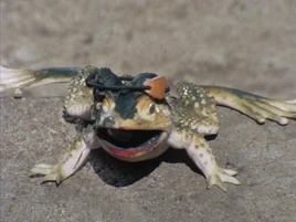 Toad Monger | RangerWiki | Fandom