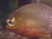 Pirantishead-Fish.jpg