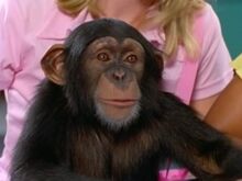 Kelly-The-Chimp-300x225