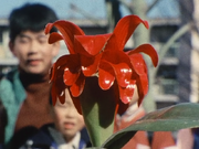 TsutakazularFlower