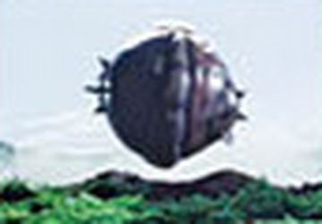 Gorilla Kong | RangerWiki | Fandom