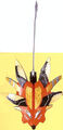 Shield of Triumph File:Icon-dt.png Red Dino Ranger