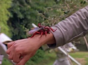 Barillian-Bug-Bug-Form-300x221