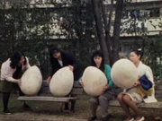 The babies inside the eggs.