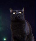 Trrrini Web Series Mighty Morphin Meower Rangers