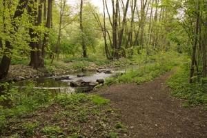 Cybina w okolicy  przy 