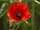 Poppy