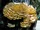 Bracket Fungus