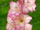 Gladiolus