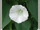 Bindweed
