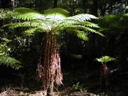 Tree fern