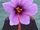 Saffron Crocus