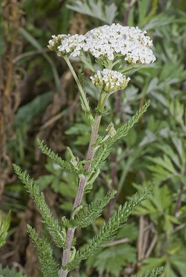 Yarrow