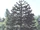 Really Big Monkey Puzzle Tree