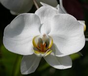 White Orchid