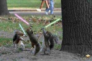 SquirrelLightsaber