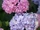 Hydrangea