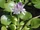 Floating Hyacinth