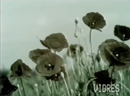 A field of poppy flowers.