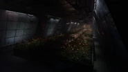 An overhead shot of the Labs Entrance's poppy garden.