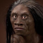 Homo Floresiensis