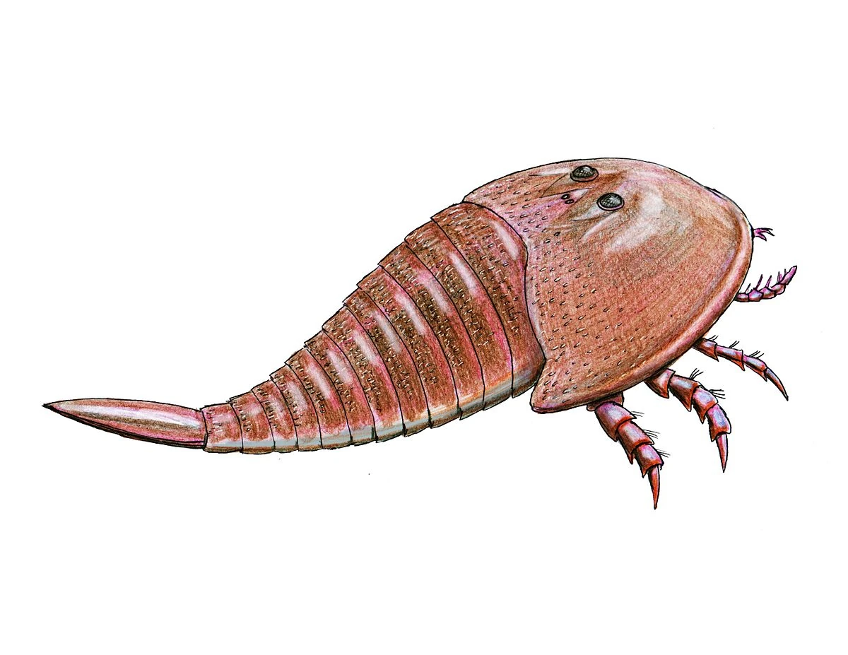 Hibbertopterus Prähistorische Lebewesen und Erdzeitalter Wiki Fandom