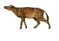 Sifrhippus