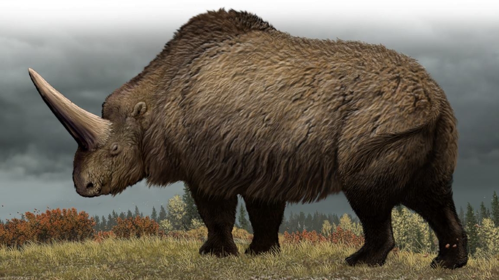 Elasmotherium Prahistorische Lebewesen Und Erdzeitalter Wiki Fandom