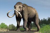 Mammuthus imperator