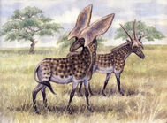 Prolibytherium