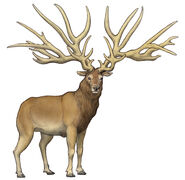 Eucladoceros