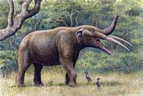 Gomphotherium