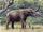 Gomphotherium