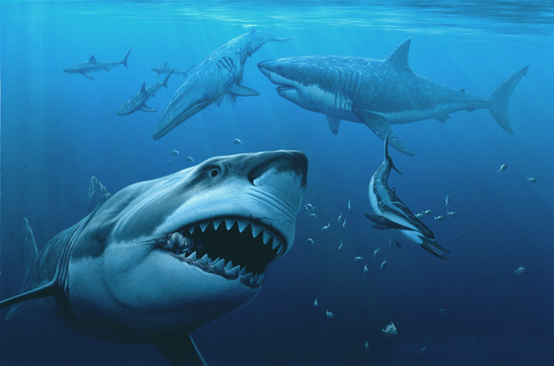 Кархарадон. Акула МЕГАЛОДОН. МЕГАЛОДОН вымер. Вымершая акула МЕГАЛОДОН. Самая большая акула МЕГАЛОДОН.