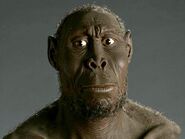 Homo Rudolfensis