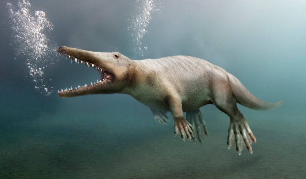 Ambulocetidae Prähistorische Lebewesen und Erdzeitalter Wiki Fandom