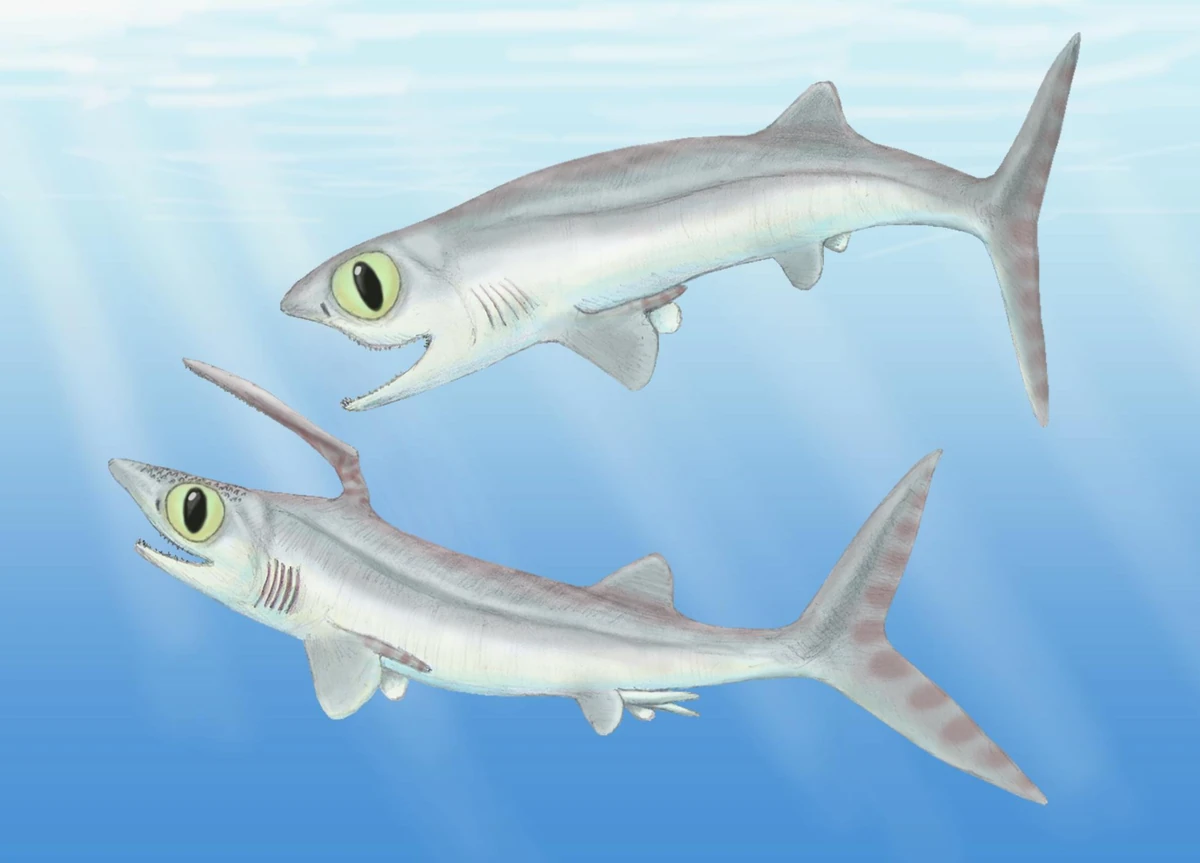 Fische | Prähistorische Lebewesen und Erdzeitalter Wiki | Fandom