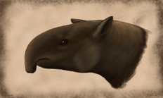 Tapirus augustus