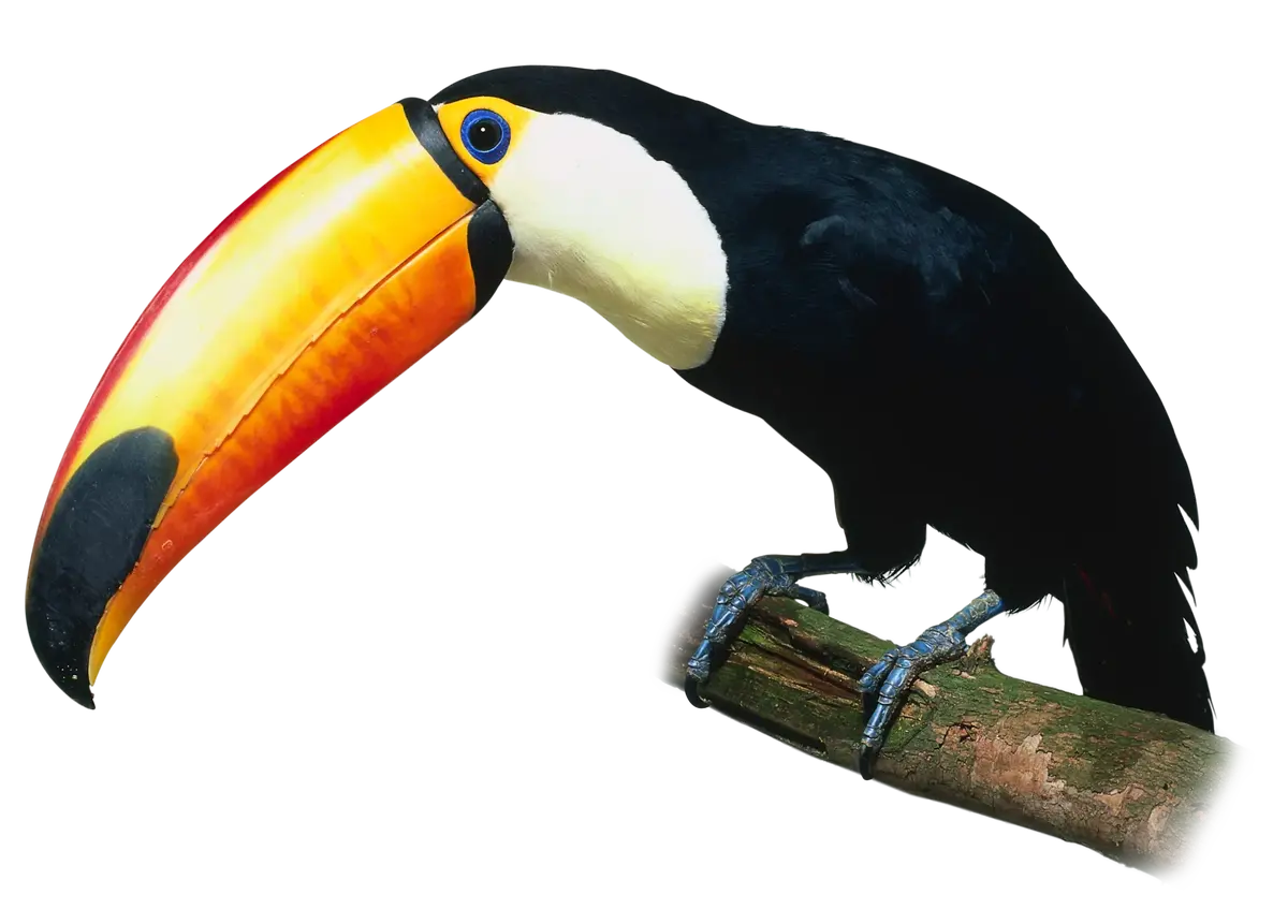 Balafconyx (Prehistoric Toucan) Prehistoric Dinosaurs Wiki Fandom